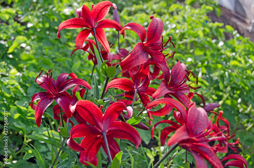 Garden flowers. Lily in bloom © tarkvimada