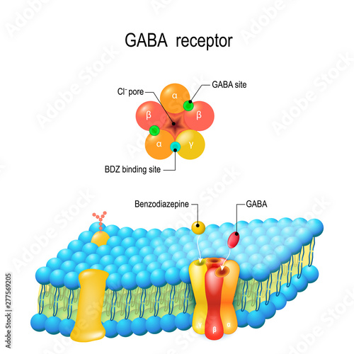 Cell membrane. GABA receptor. Top view of ion channel