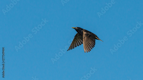 Starling
