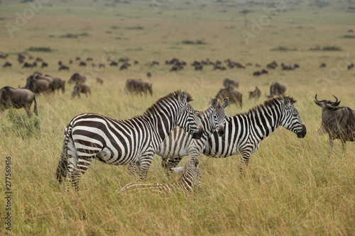 Wild herd of zebras flees in africa