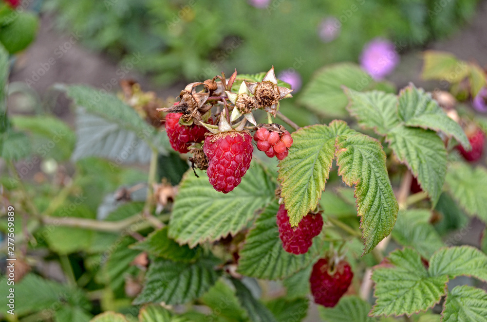 Ripe raspberries on a branch. Green bushes Ripe raspberries on a branch. Green bushes