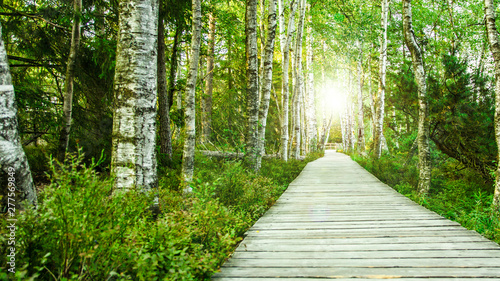 wundersch  ner Birkenwald mit Holsteg Holzweg im Schwarzwald am Abend mit Sonnenschein