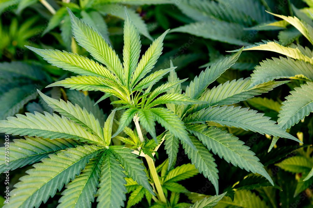Medical Cannabis crop almost ready for harvesting Medical Cannabis crop almost ready for harvesting