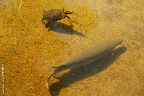 Manjuari - half reptile, half fish. The Cuban gar (Atractosteus tristoechus).  Manjuari is found in rivers and lakes of western Cuba. Cuban gar eggs are poisonous for humans photo