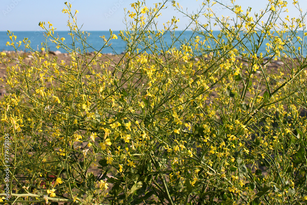 Obraz premium Yellow wildflowers by the sea