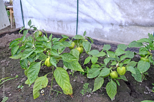Pepper bushes with fruits. Vegetable bed