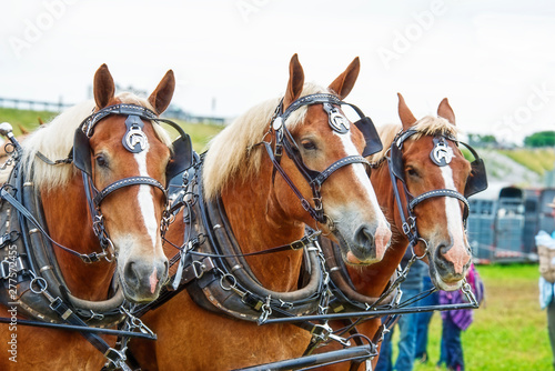 Three Horses in Fancy Harness © David Arment