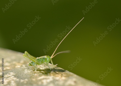 Tettigonia viridissima, the great green bush-cricket, is a large species of katydid or bush-cricket belonging to the family Tettigoniidae, subfamily Tettigoniinae, Crete