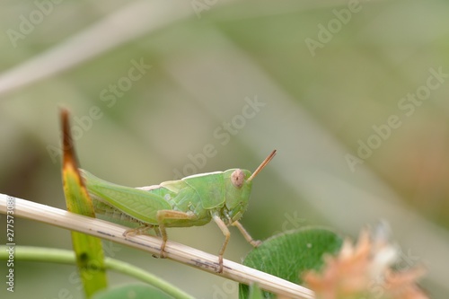 Aiolopus is a genus of grasshopper belonging to the family Acrididae, subfamily Oedipodinae and tribe Epacromiini, Crete