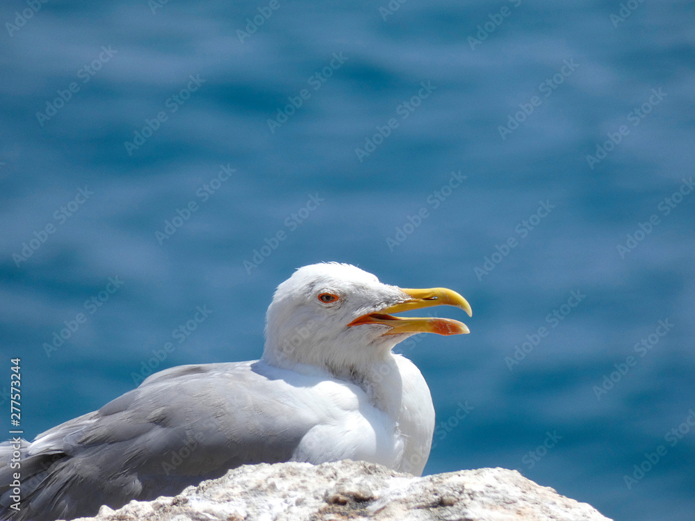 Gaviotas con el fondo azul del mar mediterráneo Gaviotas con el fondo azul del mar mediterráneo
