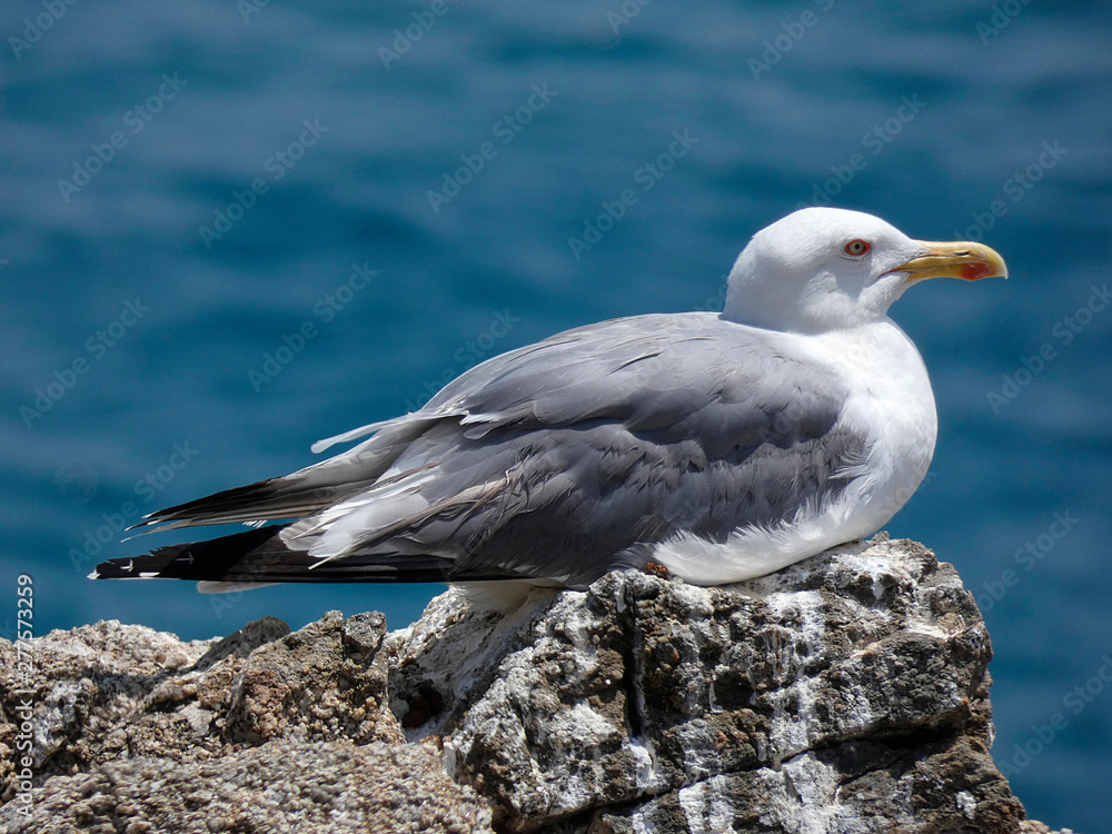 Gaviotas con el fondo azul del mar mediterráneo Gaviotas con el fondo azul del mar mediterráneo