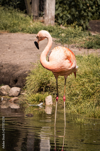 flamingo in zoo