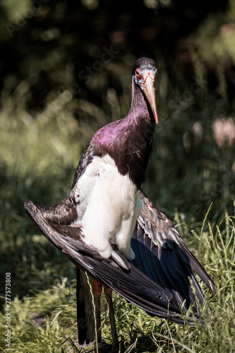 stork on grass