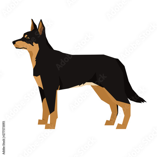 Vector illustration Dog collection Black and Tan Australian Kelpie  Geometric style Isolated object