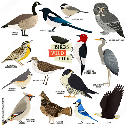 Vector illustration of the 14 birds Isolated objects Geometric style