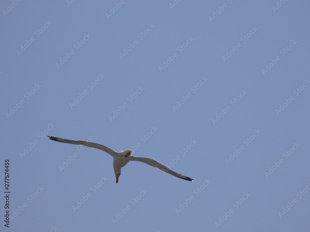 Gaviota volando por encima de los acantilados y el azul mar mediterráneo y por debajo del cielo azul Gaviota volando por encima de los acantilados y el azul mar mediterráneo y por debajo del cielo azul