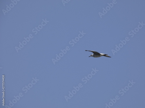 Gaviota volando por encima de los acantilados y el azul mar mediterráneo y por debajo del cielo azul