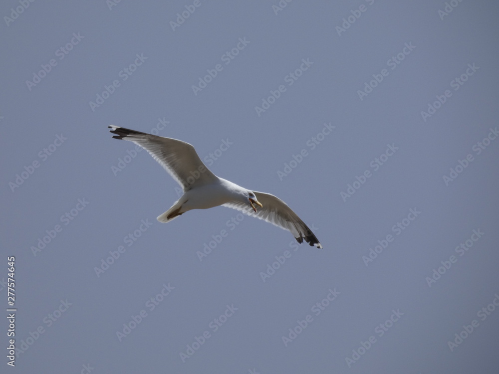 Obraz premium Gaviota volando bajo el cielo azul del mediterráneo; las gaviotas saben utilizar muy bien las corrientes de aire y las corrientes térmicas.