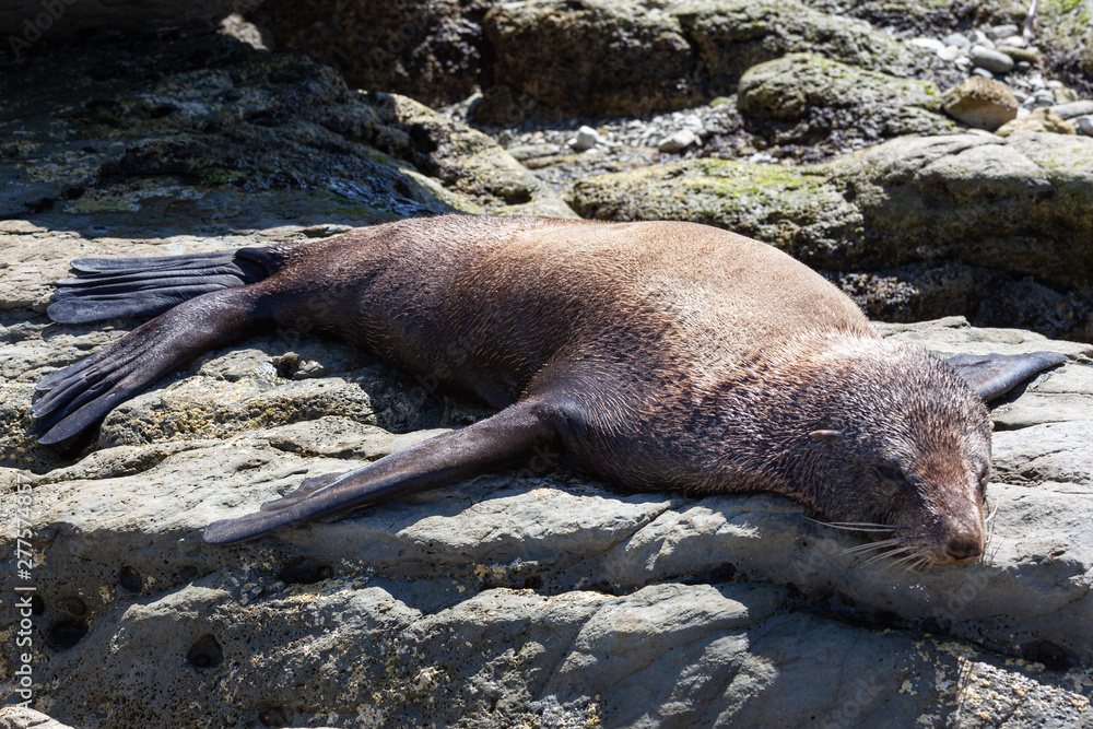 Fototapeta premium New Zealand Fur Seal at Kaikoura, South Island, New Zealand