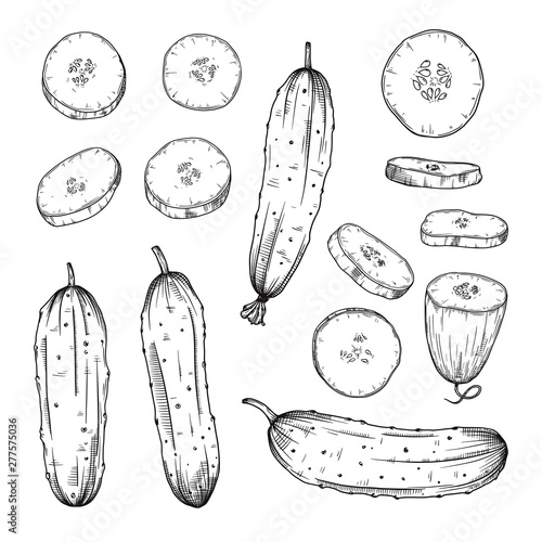 Set of different cucumbers isolated on white background. Vector
