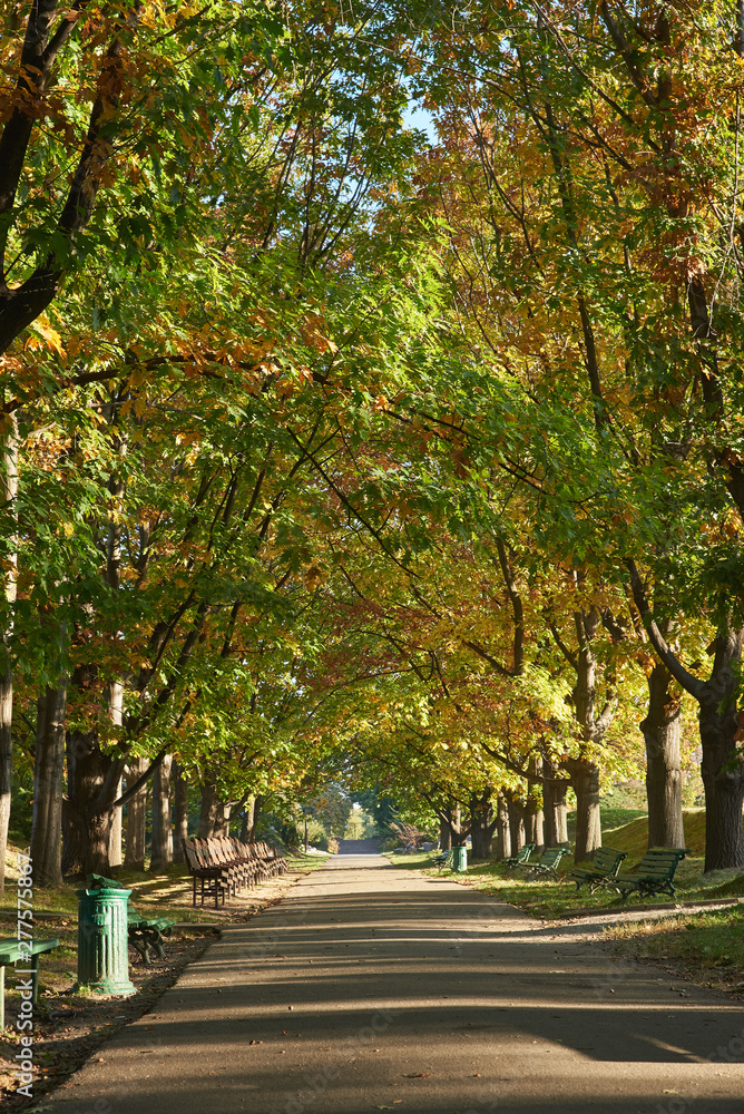 Alley in the city park early in the morning. Beautiful autumn landscape
