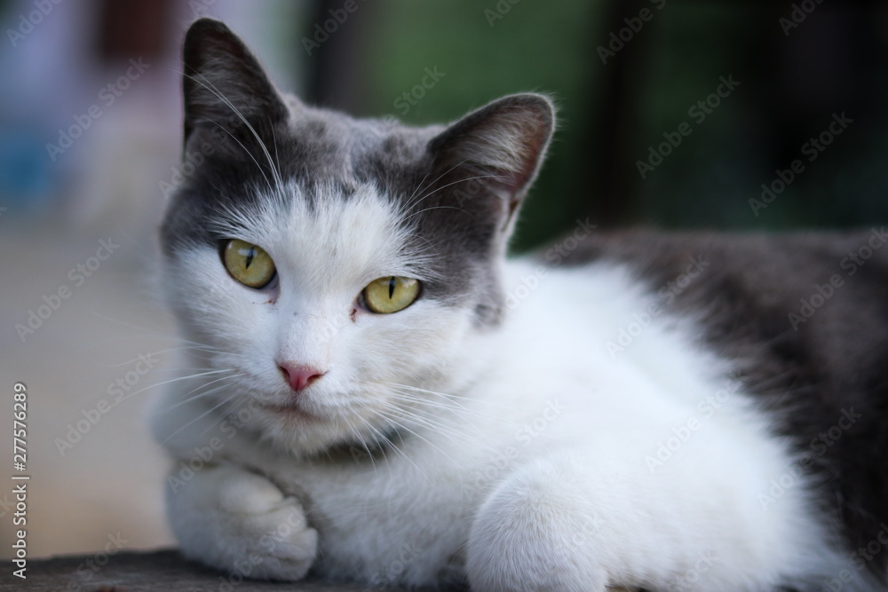 Naklejka premium cat with blue eyes