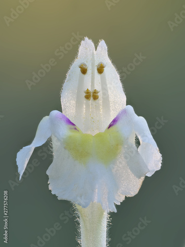 Gelber Hohlzahn, Galeopsis segetum, einzelne Blüte im Gegenlicht sieht aus wie ein Männchen
