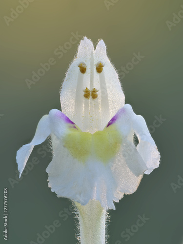 Gelber Hohlzahn, Galeopsis segetum, einzelne Blüte im Gegenlicht sieht aus wie ein Männchen photo