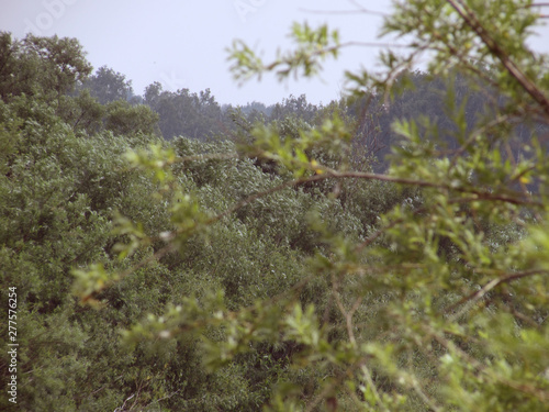 Fotografie Lesta landscape with light sprawling branchy tree in the foreground, forest in t
