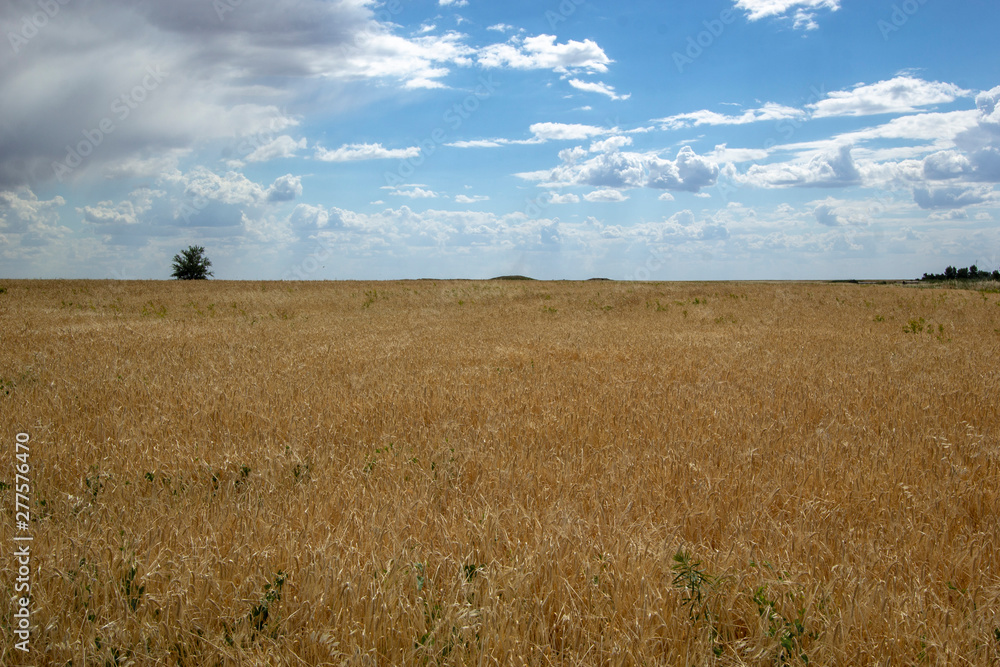 fields and steppes in the south of Russia