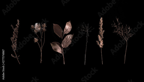 Set of wild dry pressed flowers and leaves, isolated on black. Creative photo. Set of dry herbs stems isolated on black