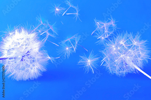 Creative blue background with white dandelions inflorescence. 