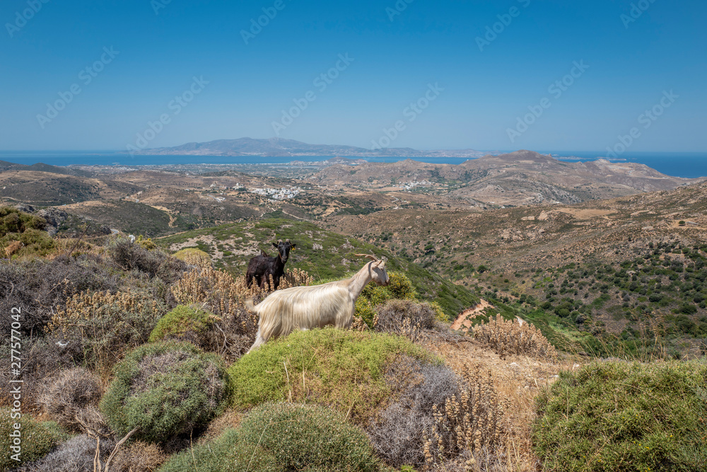 Ziegen in Griechenland Naxos