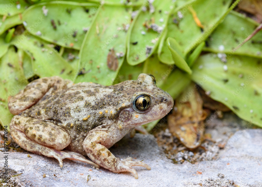 Common midwife toad, Alytes obstetricans pertinax Common midwife toad, Alytes obstetricans pertinax