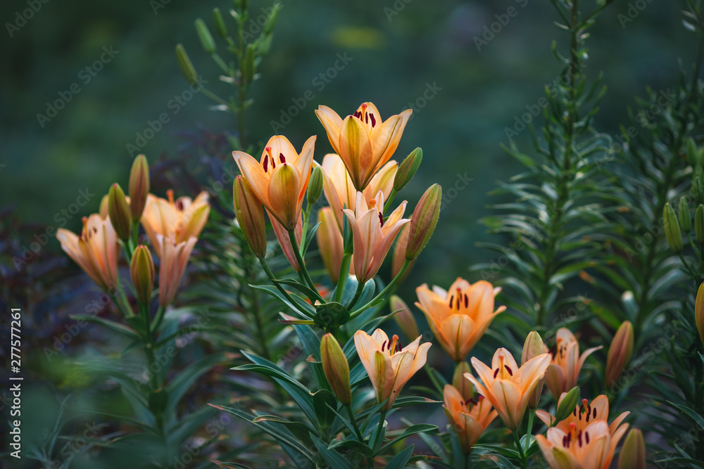 Obraz premium Orange lilies in flowering period in the garden. Flowers on a green background