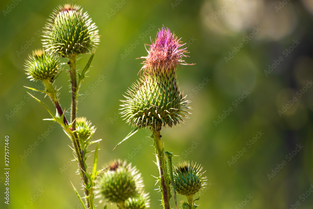 Burdock flowers (Arctium lappa) on a meadow Burdock flowers (Arctium lappa) on a meadow