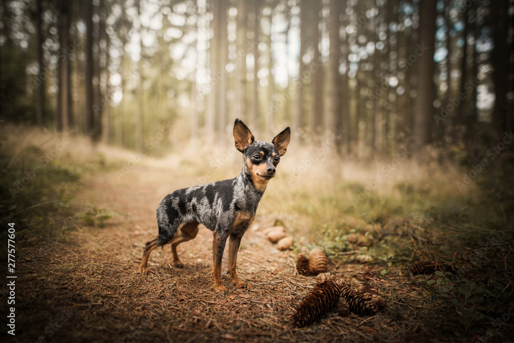 Prague ratter - in forest Prague ratter - in forest
