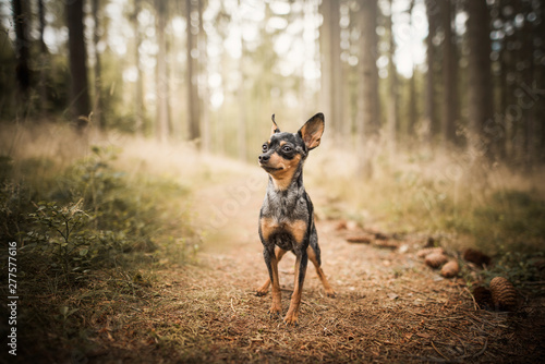 Valokuvatapetti Prague ratter - in forest