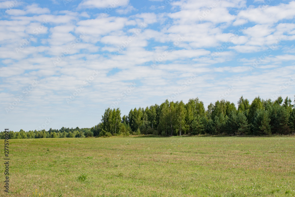 Large beautiful summer the field with a distant kind on a forest