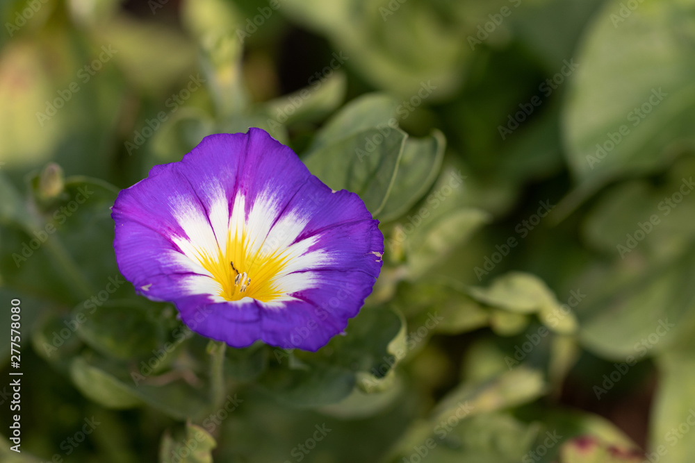 Purple flower Dwarf Morning Glory Ensign close up Purple flower Dwarf Morning Glory Ensign close up