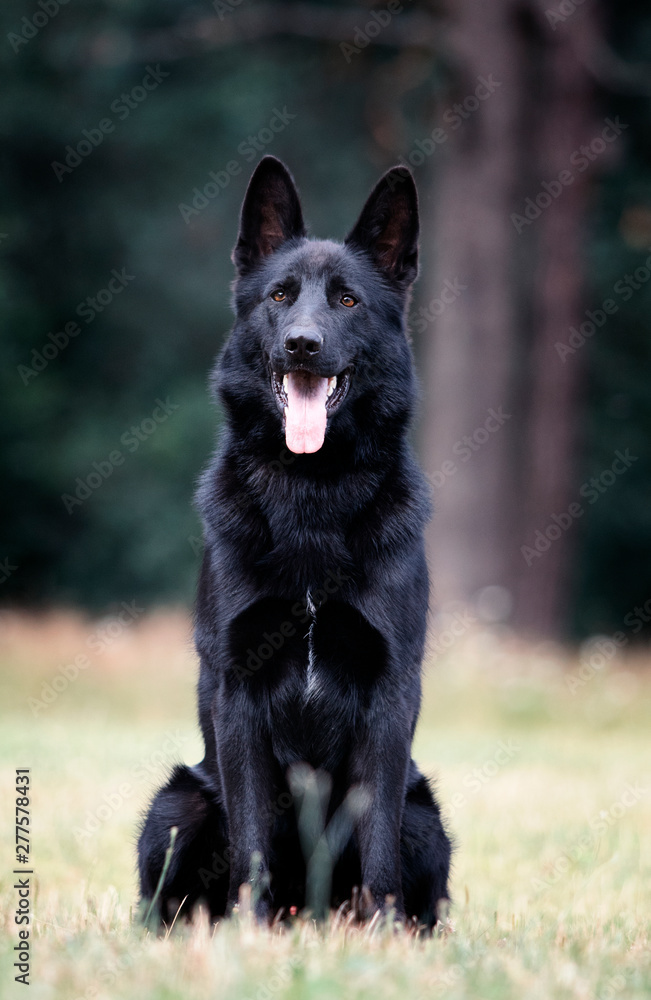 black german dog sitting on the grass