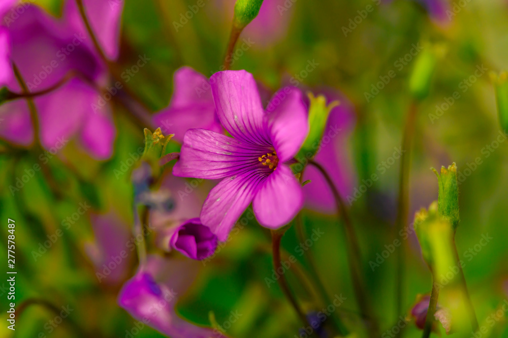 Wildly proliferating and pink flowering wood-sorrel (Oxalis acetosella). Wildly proliferating and pink flowering wood-sorrel (Oxalis acetosella).