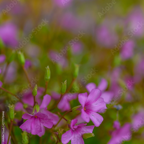 Fototapeta Naklejka Na Ścianę i Meble -  Wildly proliferating and pink flowering wood-sorrel (Oxalis acetosella).