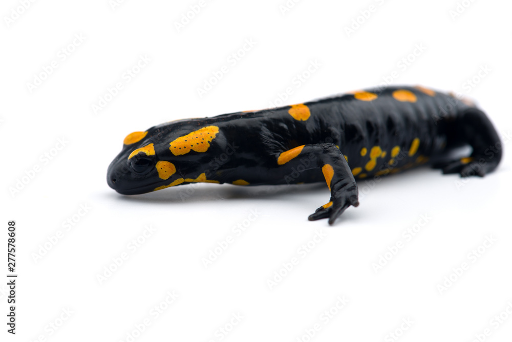 The fire salamander isolated on white background The fire salamander isolated on white background