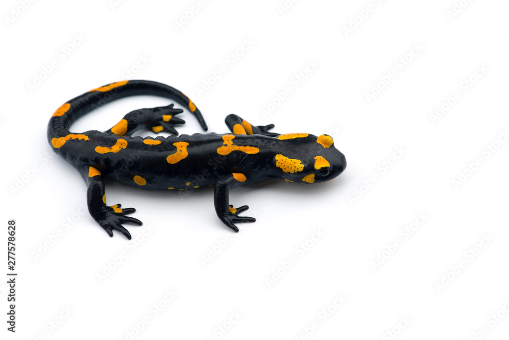The fire salamander isolated on white background