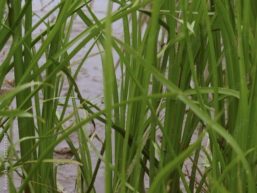 Bright green juicy river grass on the bank of the river of the lake grows against the background of water on the bank Bright green juicy river grass on the bank of the river of the lake grows against the background of water on the bank
