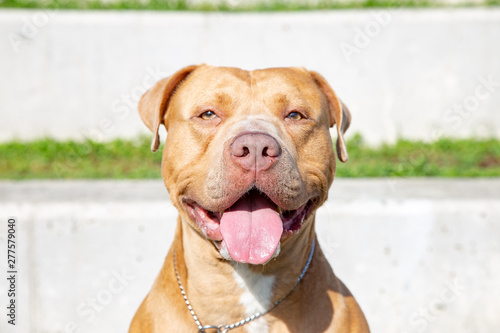golden pitbull dog. Pit bull.