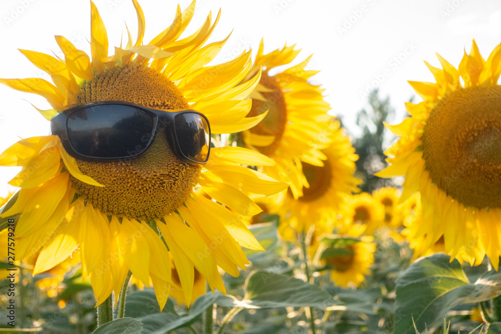 Sunflower Wear A Sunglasses on Blue Sky background field - obrazy, fototapety, plakaty 