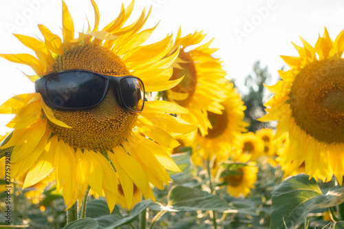Sunflower Wear A Sunglasses...