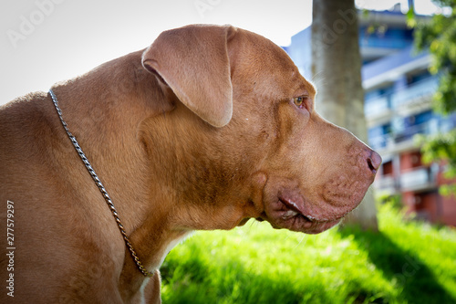 golden pitbull dog. Pit bull.